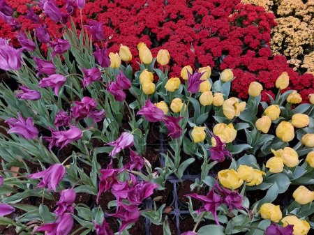 Various colored tulips bloom in the garden