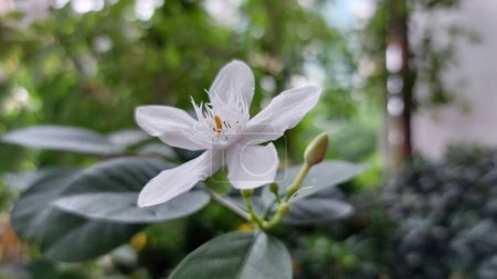 beautiful botanical shot, natural wallpaper, closeup photo of white jasmine