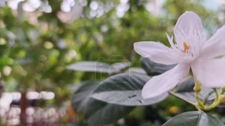 schöne botanische Aufnahme, natürliche Tapete, Nahaufnahme Foto von weißem Jasmin