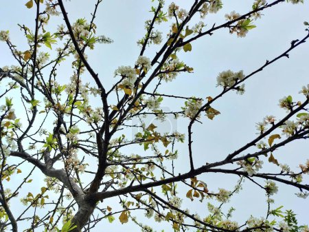 White plum blossom flower tree with blue sky background in a park