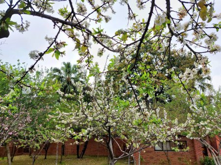 Weiße Pflaumenblüte Blumenbaum mit blauem Himmel Hintergrund in einem Park