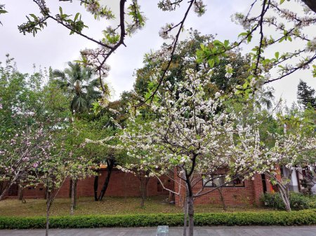 White plum blossom flower tree with blue sky background in a park