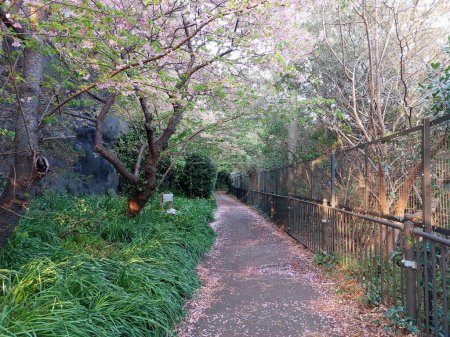 Kirschblüten Blütenblätter auf einem Wanderweg verstreut, schöne Aussicht im Frühling