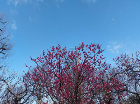 Flor de ciruela rosa con fondo de cielo azul claro