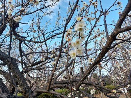 Blooming white plum blossom flower with clear sky background