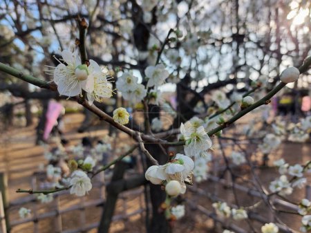 Blooming white plum blossom flower with clear sky background