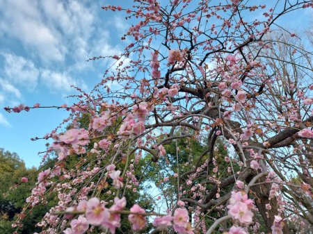 Flor de ciruela rosa con fondo de cielo azul claro