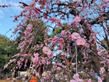 close-up photo of blooming pink plum blossom flower tree