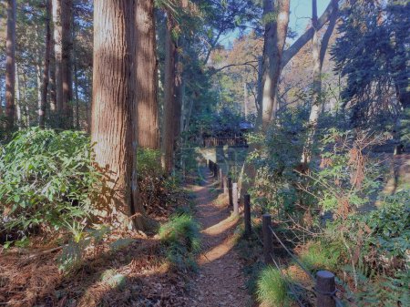 Téléchargez les photos : Chemin dans une forêt entre les arbres, photo de paysage d'une forêt - en image libre de droit