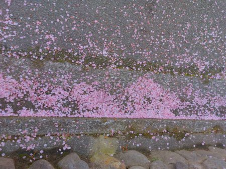 Téléchargez les photos : Pétales de fleurs de cerisier tombés éparpillés sur la route - en image libre de droit