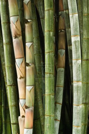 Foto de Planta gigante de bambú verde en los jardines botánicos de Peradeniya, Sri Lanka - Imagen libre de derechos