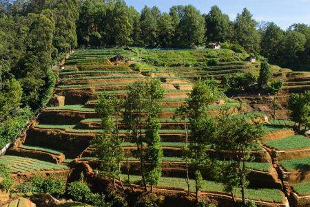 Foto de Terrazas de campos de hortalizas, Nuwara Eliya, Sri Lanka - Imagen libre de derechos