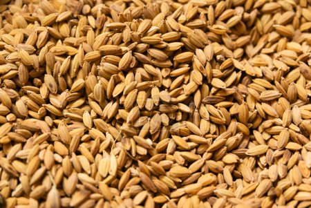 Téléchargez les photos : Grains de riz à grains longs non décortiqués - en image libre de droit