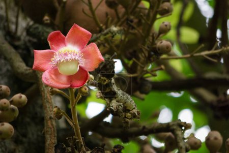 Closeup of cannonball flower, Couroupita guianensis