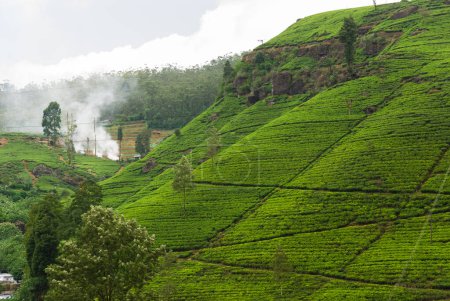 Foto de Plantación de té, Nuwara Eliya, Sri Lanka - Imagen libre de derechos