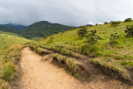 Téléchargez les photos : Parc national des plaines Horton, Sri Lanka - en image libre de droit