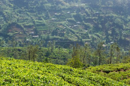 Foto de Plantación de té, Nuwara Eliya, Sri Lanka - Imagen libre de derechos