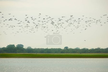 Photo for Parakrama Samudra water reservoir, Polonnaruwa, Sri Lanka - Royalty Free Image