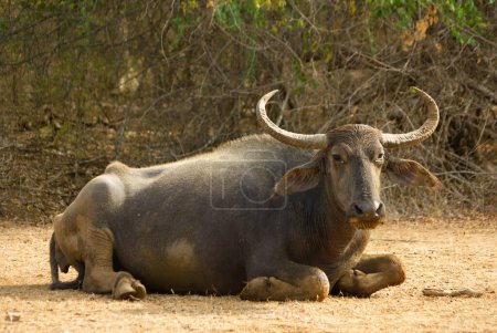 Photo for Wild water buffalo at Yala national park - Royalty Free Image