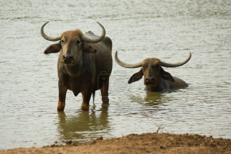 Photo for Wild water buffaloes in water at Yala national park - Royalty Free Image