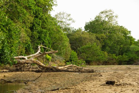 Foto de Árbol seco caído en el Parque Nacional Yala - Imagen libre de derechos