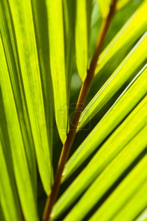 Téléchargez les photos : Gros plan de la structure tropicale rétroéclairée des feuilles de palmier - en image libre de droit