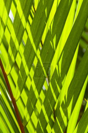 Téléchargez les photos : Gros plan de la structure tropicale rétroéclairée des feuilles de palmier - en image libre de droit