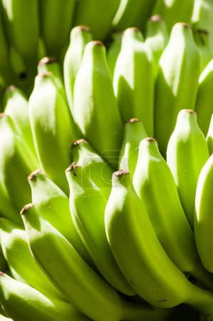 Téléchargez les photos : Buch de bananes mûrissant sur un arbre - en image libre de droit