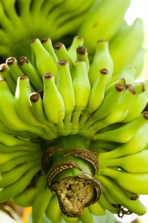 Téléchargez les photos : Buch de bananes mûrissant sur un arbre - en image libre de droit