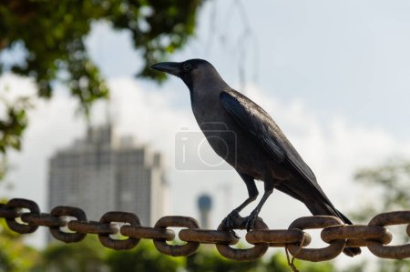 Téléchargez les photos : Corbeau assis sur une chaîne de fer avec une grande ville en arrière-plan - en image libre de droit