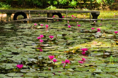 Foto de Flores de loto rosadas en un lago tropical - Imagen libre de derechos