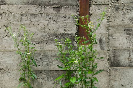 Téléchargez les photos : Fleurs poussant dans une zone industrielle abandonnée avec un mur en béton - en image libre de droit