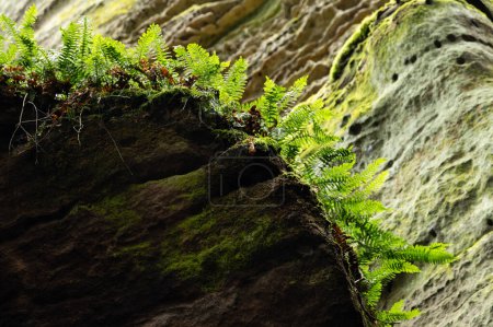 Foto de Primer plano de helecho y musgo cubierto rocas de arenisca en Prachov Rocks, Bohemian Paradise, República Checa - Imagen libre de derechos