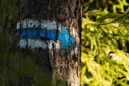 Foto de Simpol checo azul de senderismo pintado en el árbol a lo largo de la pista de senderismo en rocas Adrspach - Imagen libre de derechos