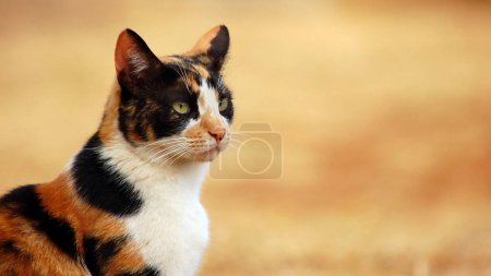 Foto de Retrato de un hermoso gato - Imagen libre de derechos
