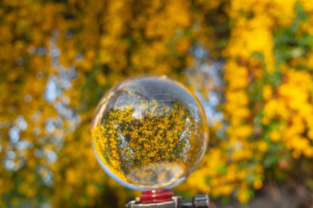 Téléchargez les photos : Fleurs jaune vif à l'intérieur boule de cristal - en image libre de droit