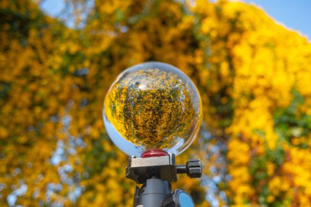 Foto de Flores amarillas brillantes dentro de bola de cristal - Imagen libre de derechos