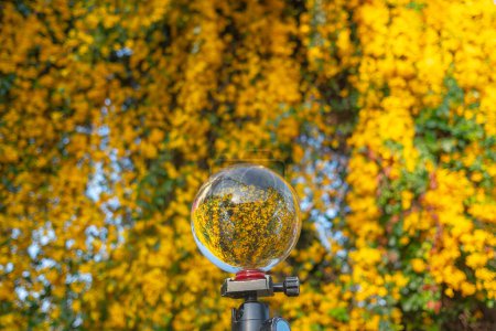 Téléchargez les photos : Fleurs jaune vif à l'intérieur boule de cristal - en image libre de droit