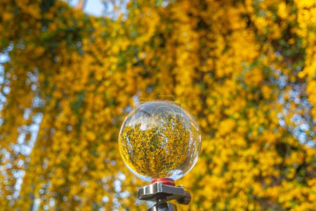 Photo for Bright yellow flowers inside crystal ball - Royalty Free Image