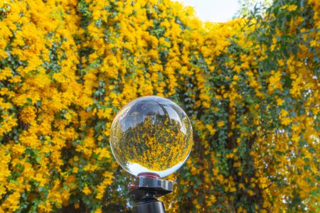 Foto de Flores amarillas brillantes dentro de bola de cristal - Imagen libre de derechos