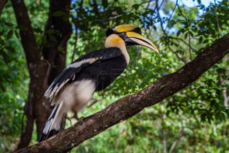 Foto de Hornbills son aves grandes, en peligro de extinción, que comen frutas que se encuentran a través de los bosques asiáticos con solo ciertos árboles frutales carnosos - Imagen libre de derechos