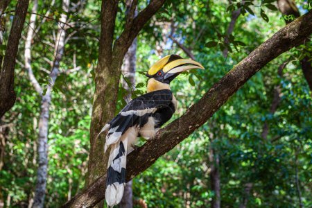 Foto de Hornbills son aves grandes, en peligro de extinción, que comen frutas que se encuentran a través de los bosques asiáticos con solo ciertos árboles frutales carnosos - Imagen libre de derechos