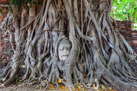 Photo for The root of the banyan tree wraps around the Buddha image until only the Buddha's head emerges - Royalty Free Image