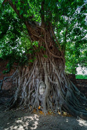 Photo for The root of the banyan tree wraps around the Buddha image until only the Buddha's head emerges - Royalty Free Image