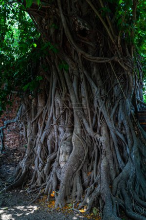 Foto de La raíz del árbol de Banyan envuelve la imagen de Buda hasta que solo la cabeza del Buda emerge - Imagen libre de derechos