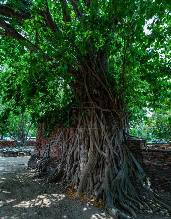Foto de La raíz del árbol de Banyan envuelve la imagen de Buda hasta que solo la cabeza del Buda emerge - Imagen libre de derechos