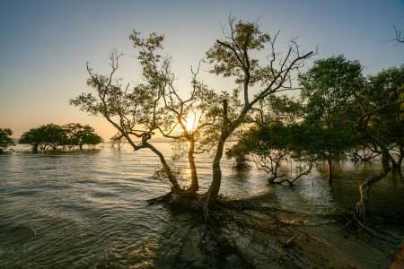 Photo for Beautiful sunset at Klong Mudong, reflections of the sun in the mangroves on the seaside. - Royalty Free Image