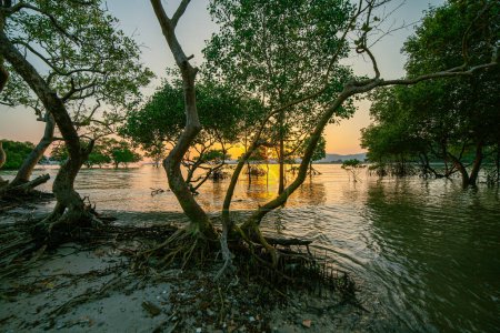 Téléchargez les photos : Beau coucher de soleil à Klong Mudong, reflets du soleil dans les mangroves au bord de la mer. - en image libre de droit