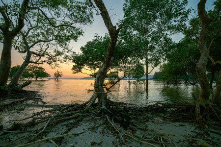 Téléchargez les photos : Beau coucher de soleil à Klong Mudong, reflets du soleil dans les mangroves au bord de la mer. - en image libre de droit