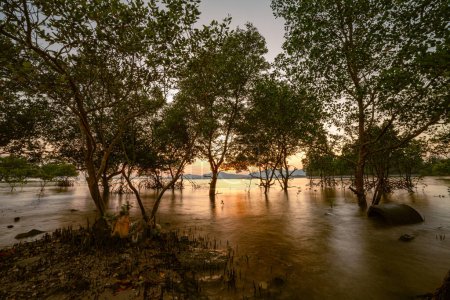 Foto de Hermosa puesta de sol en Klong Mudong, reflejos del sol en los manglares en la orilla del mar. - Imagen libre de derechos